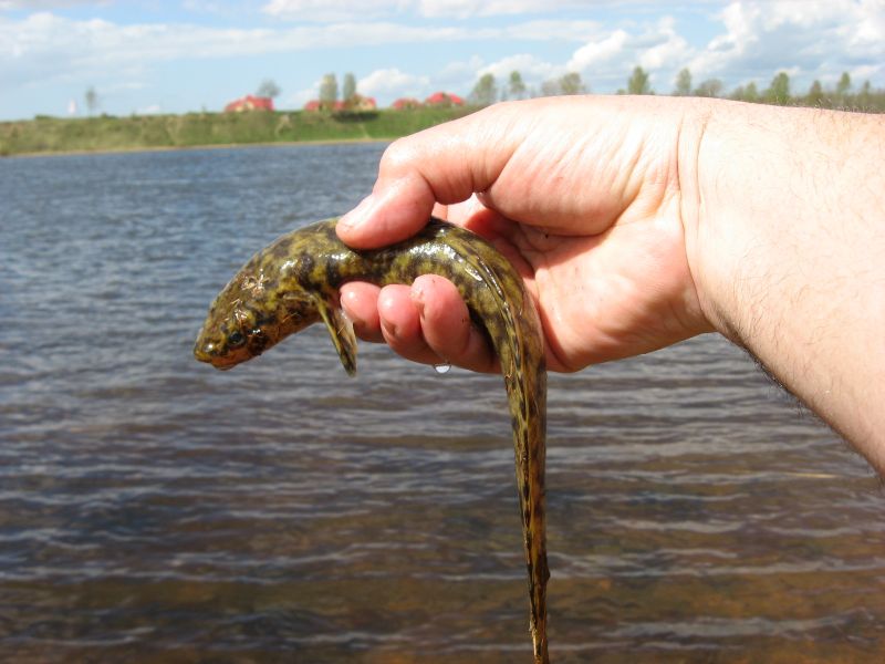 Невский пятачёк Про Дайвинг клуб Невский пятачёк Про Дайвинг клуб
