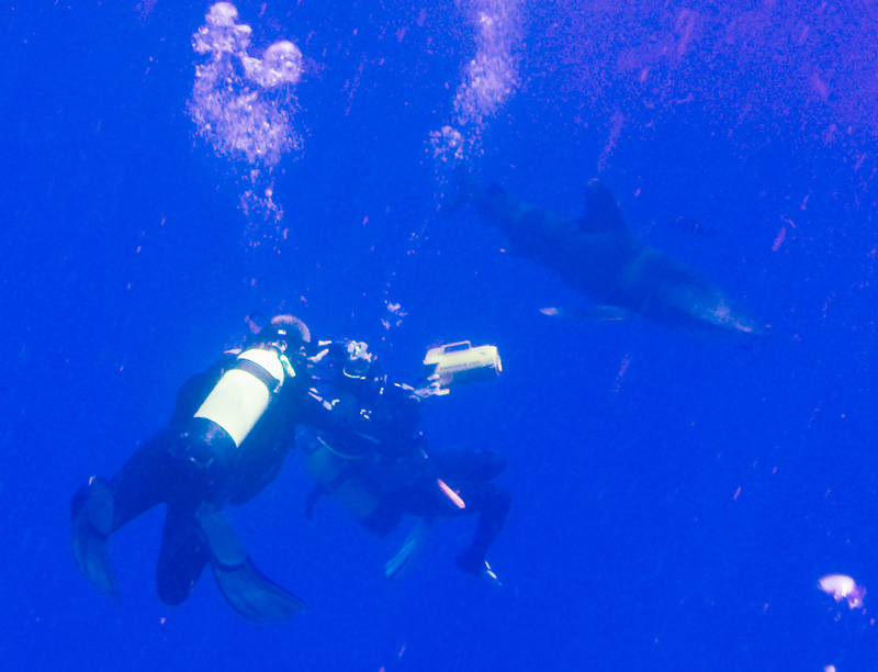 Лонгиманусы - 1 Лонгиманусы - 1
