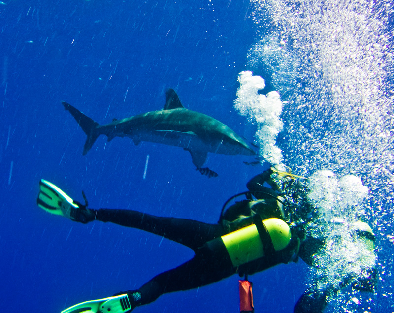 Лонгиманусы - 3 Лонгиманусы - 3