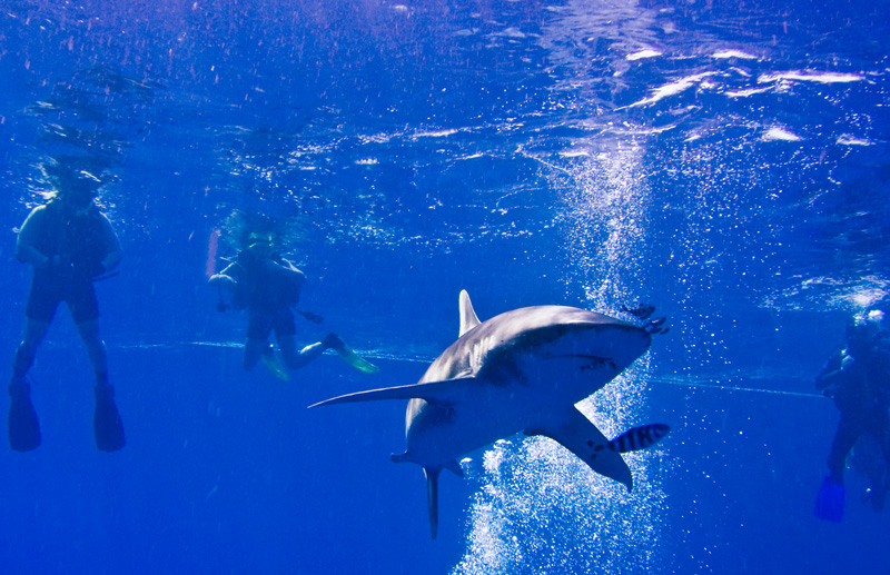 Лонгиманусы - 4 Лонгиманусы - 4