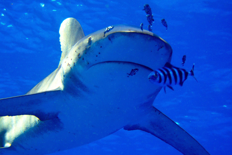 Лонгиманусы -7. Лонгиманусы -7.