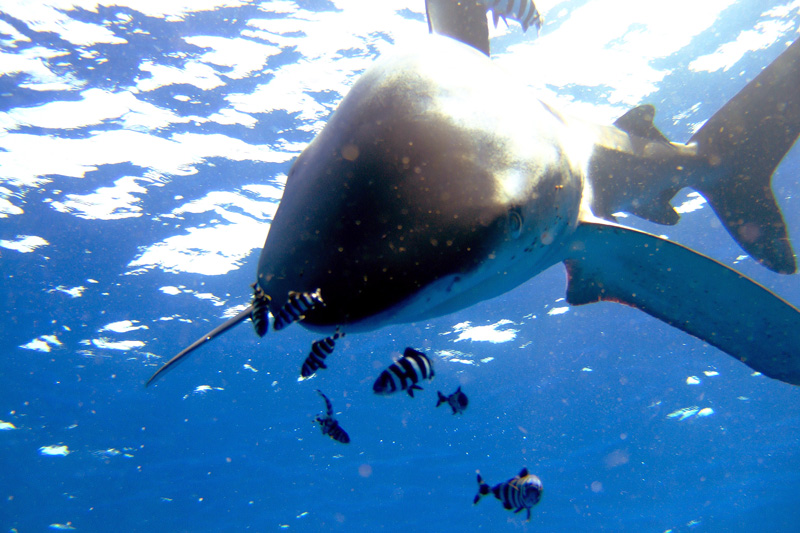 Лонгиманусы -8 Лонгиманусы -8