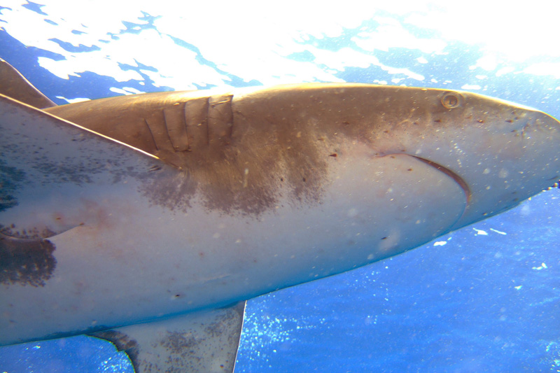 Лонгиманусы - 10 Лонгиманусы - 10