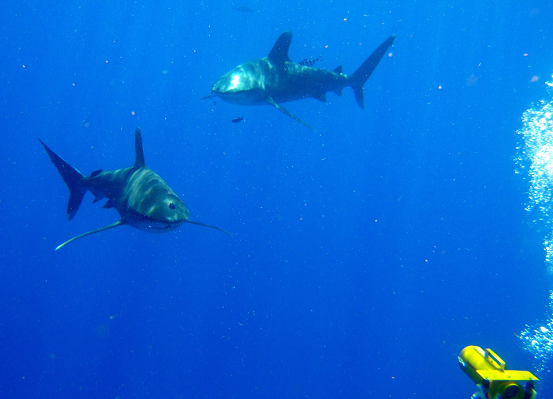Лонгиманусы - 11 Лонгиманусы - 11
