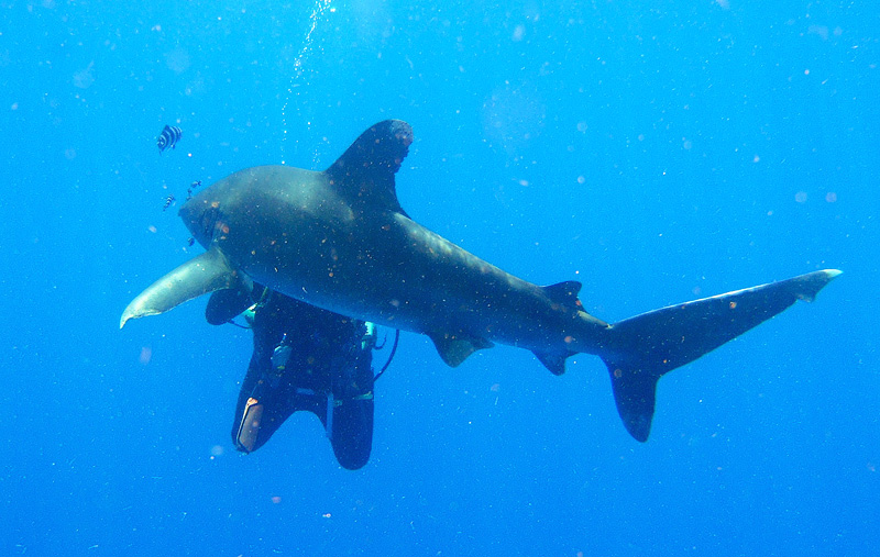 Лонгиманусы - 12 Лонгиманусы - 12