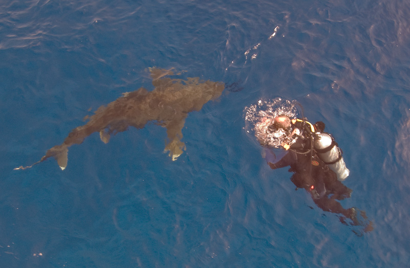 Лонгиманусы - 13 Лонгиманусы - 13