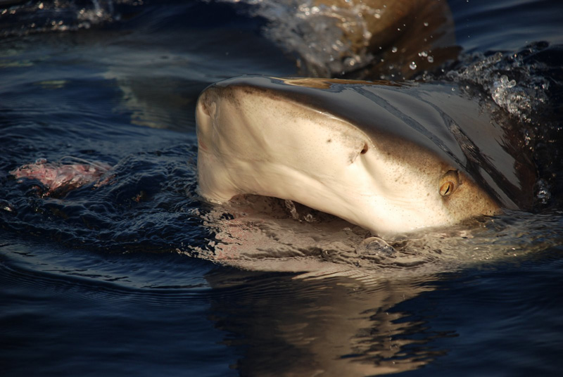 Лонгиманусы - 16 Лонгиманусы - 16