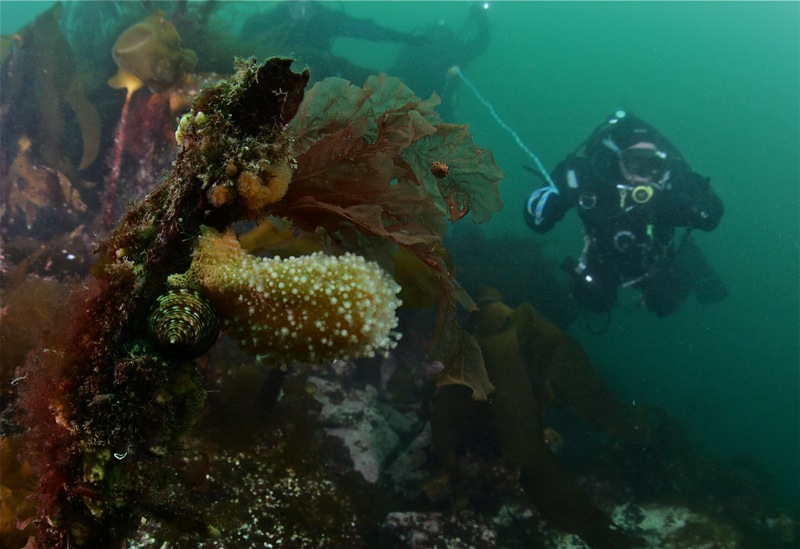 Где-то в Северном море... Где-то в Северном море...