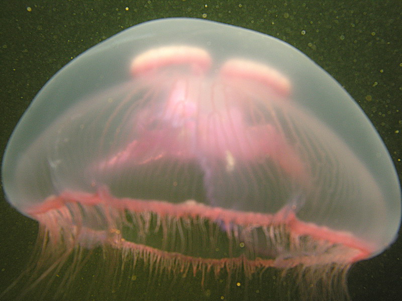 Белое море Белое море