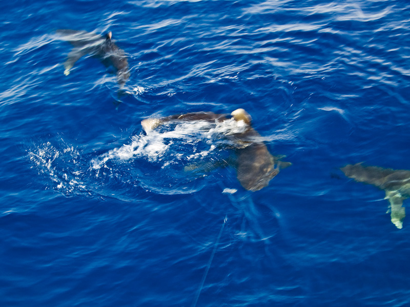 Лонгиманусы - 19 Лонгиманусы - 19