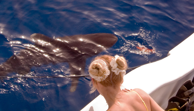 Лонгиманусы - 20 Лонгиманусы - 20