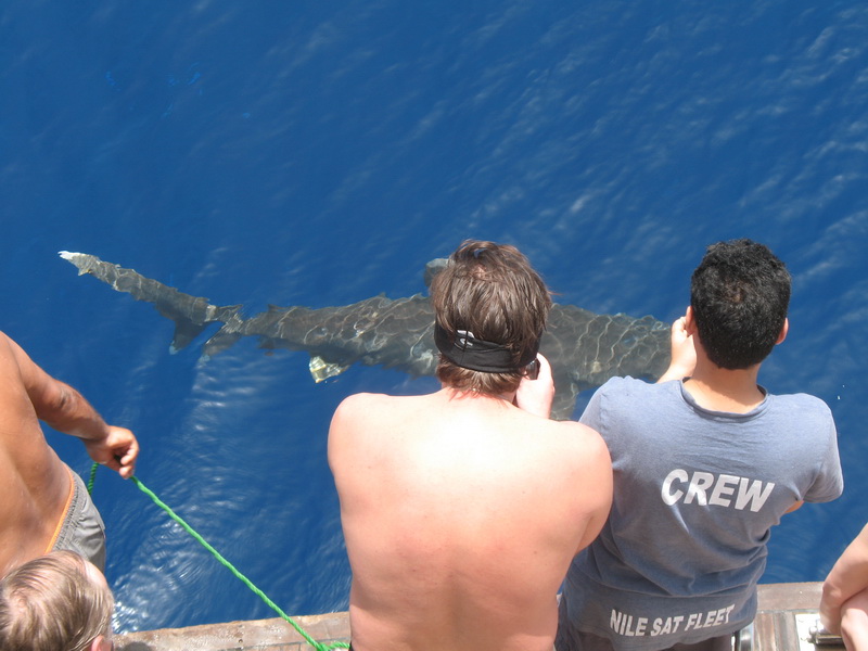 Сафари 04.09 Сафари 04.09