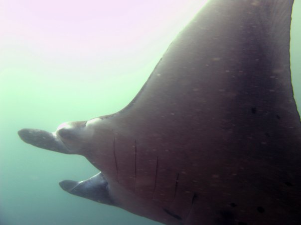 Манта Манта