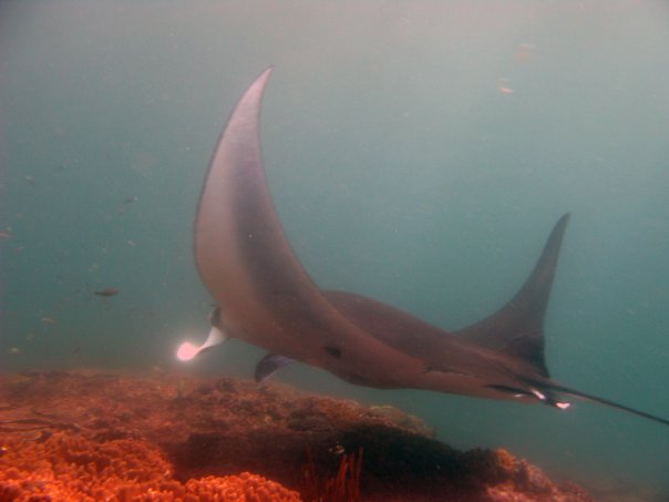 Манта Манта