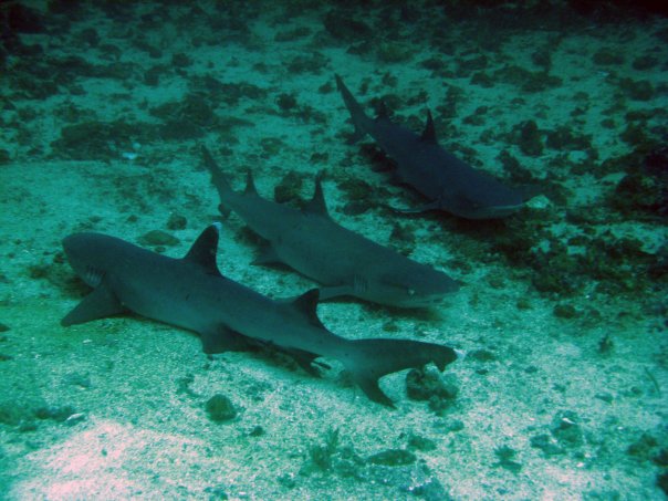 3 акулы 3 акулы