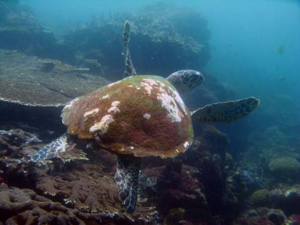 Черепаха Черепаха