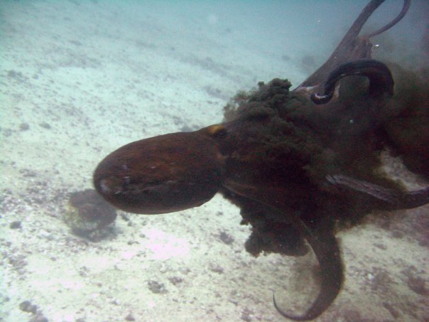 Осьминог Осьминог
