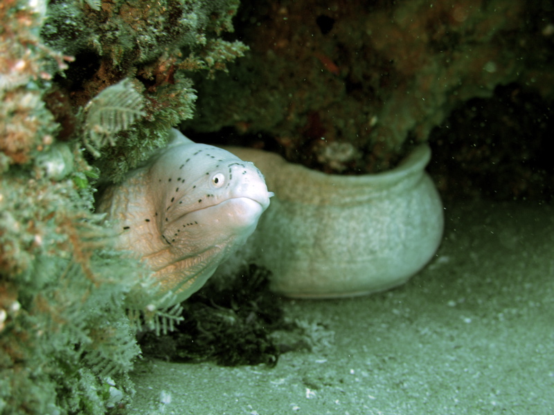 муренка муренка