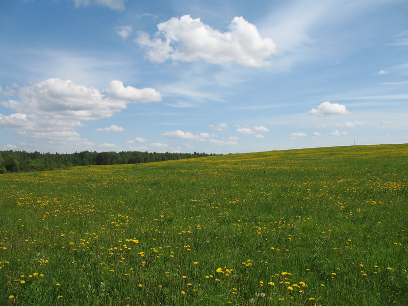 Ящера 2009 Ящера 2009