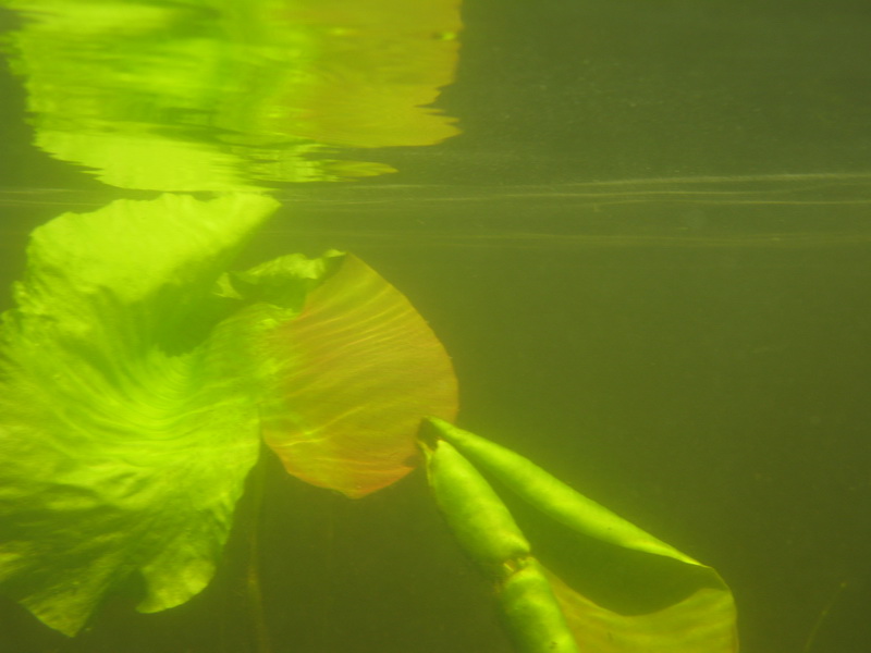 Быстрица 2009 Быстрица 2009