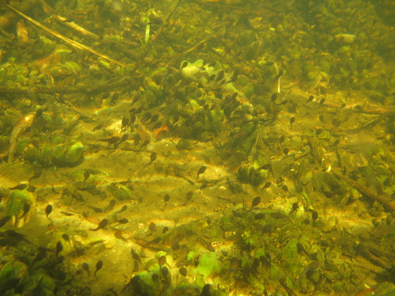 Быстрица 2009 Быстрица 2009