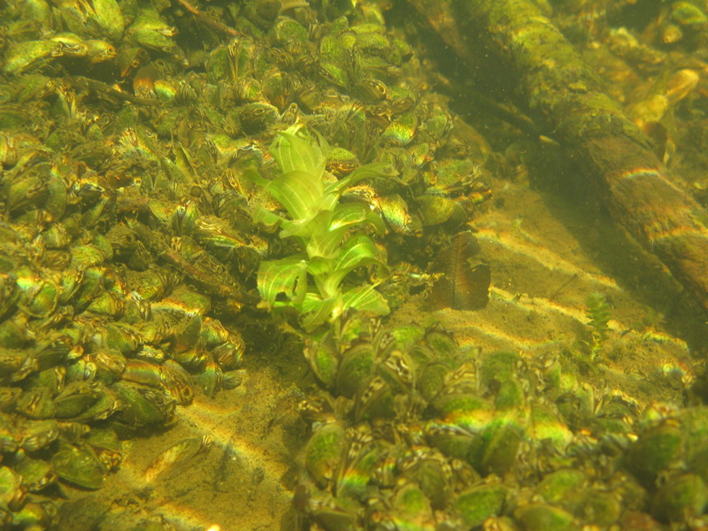 Быстрица 2009 Быстрица 2009