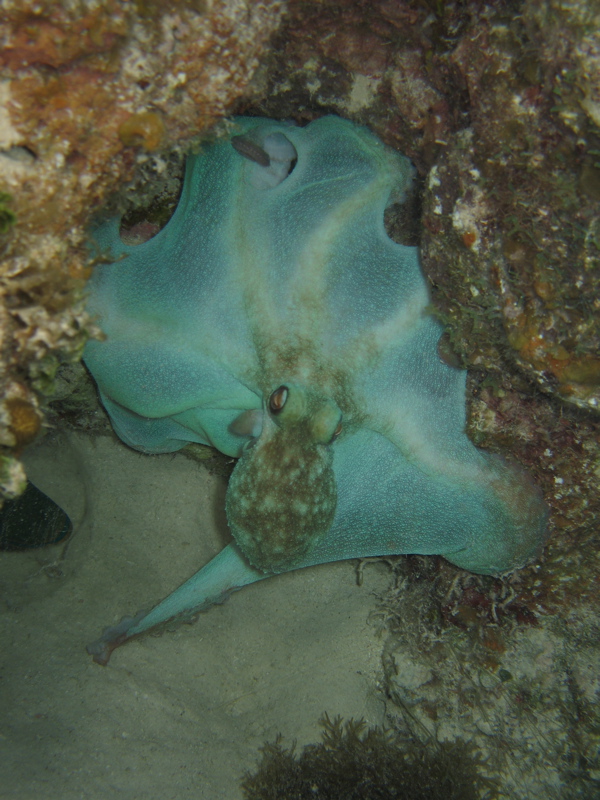 осьминог (если кто не в курсе) осьминог (если кто не в курсе)