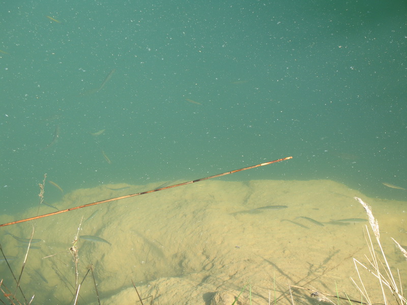 Новинка 01.06.09 Новинка 01.06.09