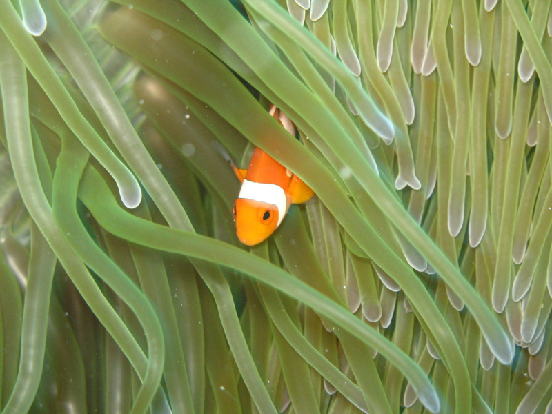 Я нашел Немо ;) Я нашел Немо ;)