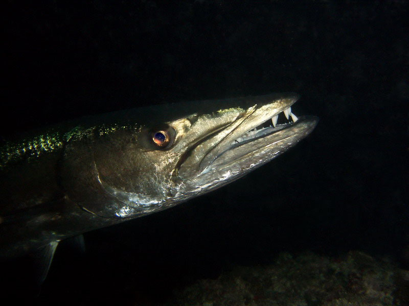 Барракуда - фото на паспорт Барракуда - фото на паспорт