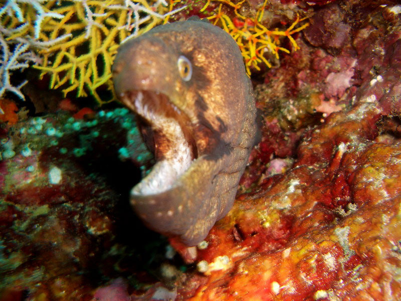 МурАтака МурАтака