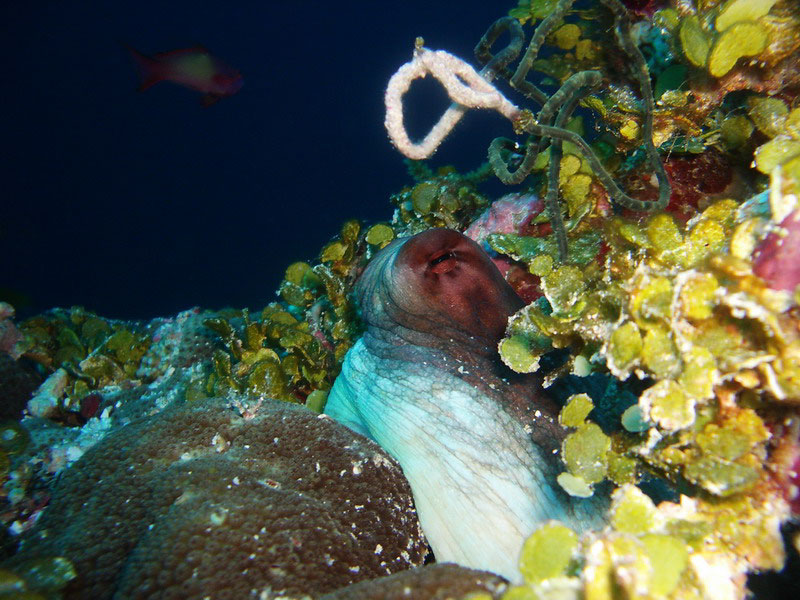 Наблюдатель Наблюдатель