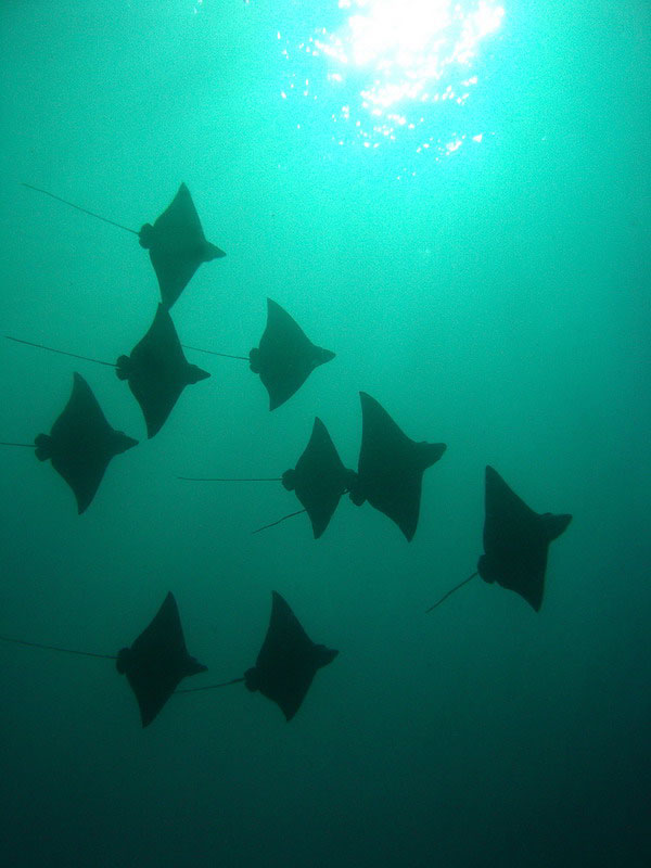 Косяк Косяк