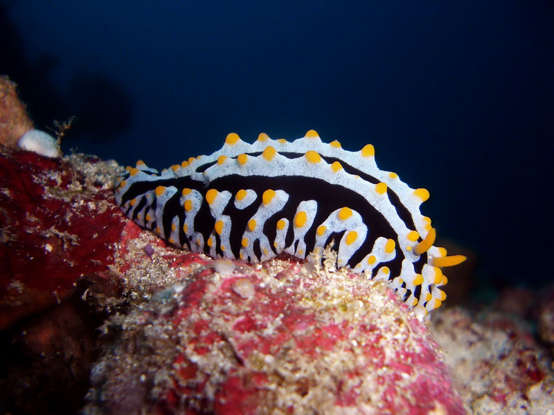 Улитка Улитка