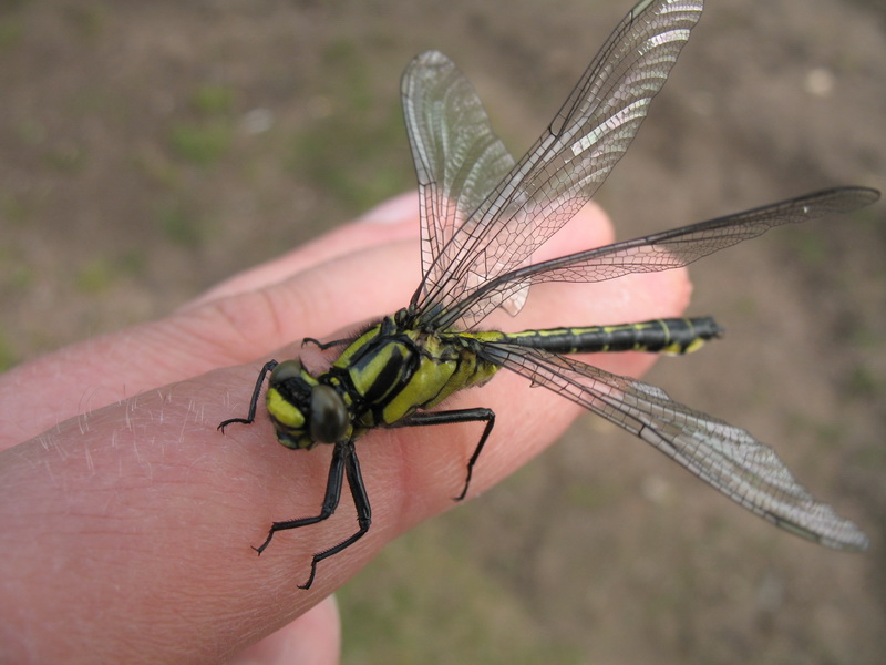 Лен. обл. 21.06.09 Лен. обл. 21.06.09