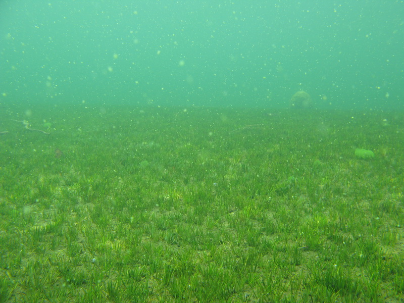 оз.Воробьёво 27.06.09 оз.Воробьёво 27.06.09