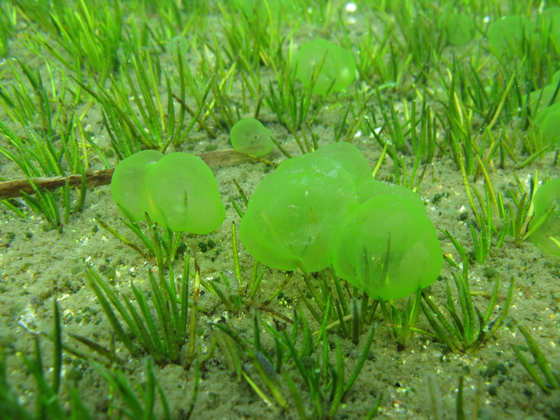 оз.Воробьёво 27.06.09 оз.Воробьёво 27.06.09