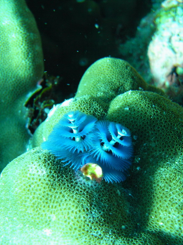 Christmastree warm Christmastree warm