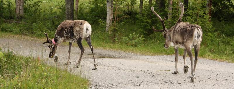 Олешки. Олешки.