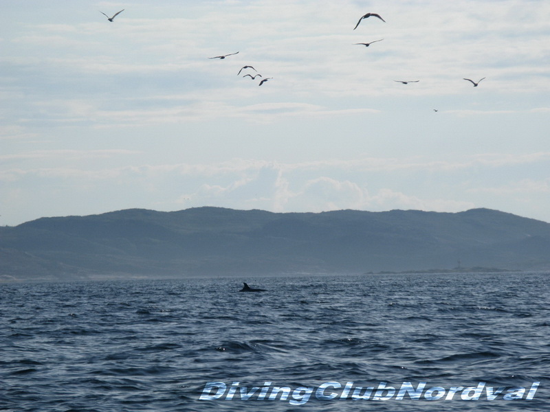Кольский залив. День рыбака. 12.07.2009 г. Кольский залив. День рыбака. 12.07.2009 г.