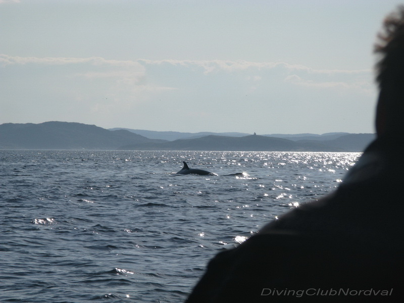 Кольский залив. День рыбака. 12.07.2009 г. Кольский залив. День рыбака. 12.07.2009 г.