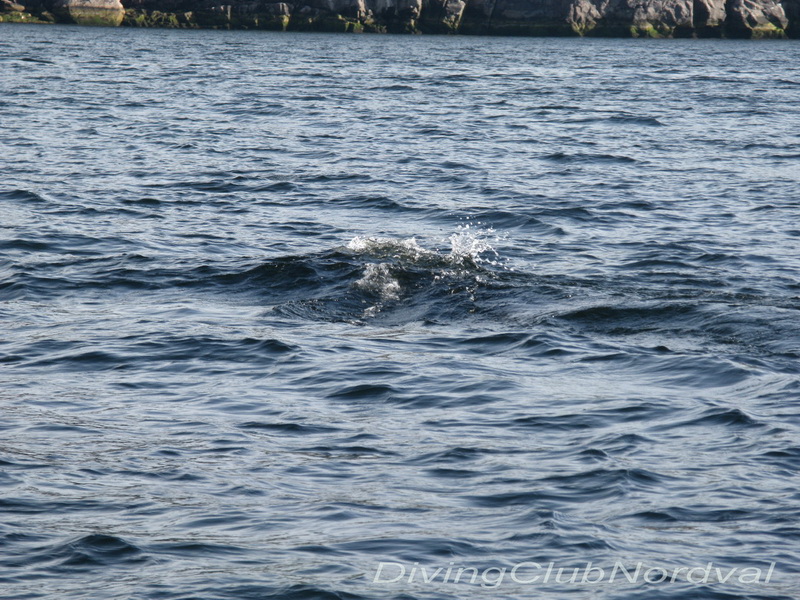 Кольский залив. День рыбака. 12.07.2009 г. Кольский залив. День рыбака. 12.07.2009 г.
