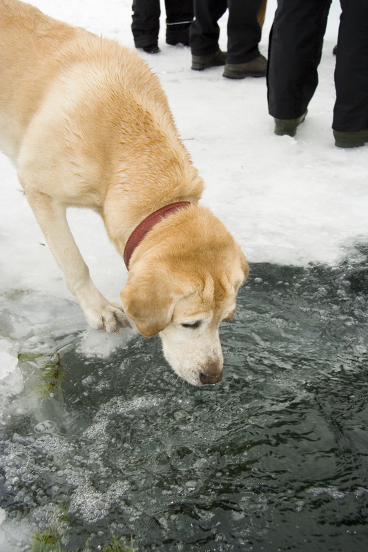 03/03/2007 Цвелодубово - Белый тюлень