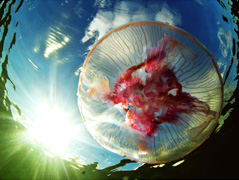 Белое море Белое море