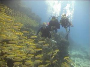 Вот такие стаи рыб как облака вокруг бывают тут. Вот такие стаи рыб как облака вокруг бывают тут.