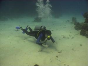 Рыбы почти ручные и ничего не боятся, позволяя приблизиться почти в плотную. Рыбы почти ручные и ничего не боятся, позволяя приблизиться почти в плотную.