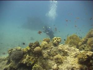 За рифом - я. За рифом - я.