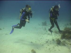 Не помню, кто привлек внимание точно - большой скат, дельфины или баракуды. Не помню, кто привлек внимание точно - большой скат, дельфины или баракуды.