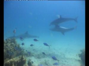 Дельфины держали от нас большую дистанцию, но и не ушли сразу! Дельфины держали от нас большую дистанцию, но и не ушли сразу!