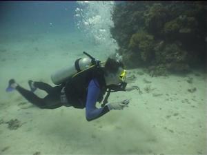 Опять по закону подлости в кадр не попал кто-то интересный из морских обитателей, за кем я плыву! Опять по закону подлости в кадр не попал кто-то интересный из морских обитателей, за кем я плыву!